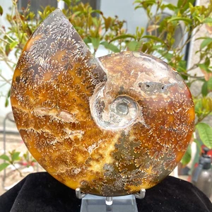 1.97LB Rare! Natural Tentacle Ammonite FossilSpecimen Shell Healing Madagascar. - Picture 1 of 12