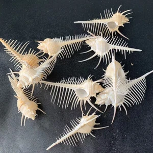 2 pezzi pettine Murex Pecten Venere conchiglia di mare spinosa acquario pesci ornamento collezionisti - Foto 1 di 10
