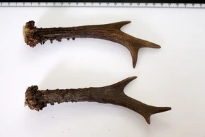 2 Geweihstangen vom Reh Geweih Deko Tischdeko Floristik - Bild 1 von 2