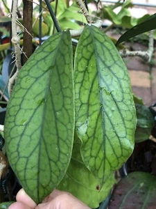 HOYA SP KAST (ROOTED PLANT) - Picture 1 of 11