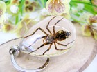 Echte Spinne als Schlüsselanhänger. Oval im klaren Acryl. Neu und extravagant.