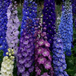 50+ DELPHINIUM GIANT PACIFIC MIX FLOWER SEEDS / LARKSPUR / DEER RESISTANT / 6FT - Picture 1 of 2