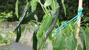 SEMILLAS DE PIMIENTO PASILLA BAJIO * LIGERAMENTE PICANTES Y DULCES * DELGADAS 8-14 PULGADAS *ÚNICAS* 20 - Imagen 1 de 2