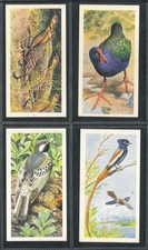Brooke Bond Tea Cards (RHODESIAN ISSUE), 'African Birds'. Four cards only.