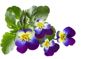 1000 Samen Wildes Stiefmütterchen Viola tricolor Garten Balkon Blumen Flowers  - Bild 1 von 1