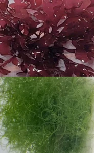 Live Macro Algae Starter Pack 1 cup of Chaeto and 1 Piece of Red Dragons Breath - Picture 1 of 3