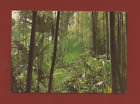 Anduze - Bambuseraie von Prafrance - Bambus Und Palmen (F2771)