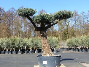 Olivenbaum Pon Pon 195 cm Bonsai Formgehölz, winterhart - Bild 1 von 7