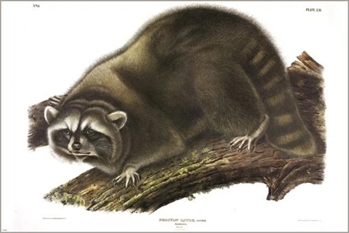 Póster artístico ilustración vintage mapache de John James Audubon 20x30 Foto 1 de 1