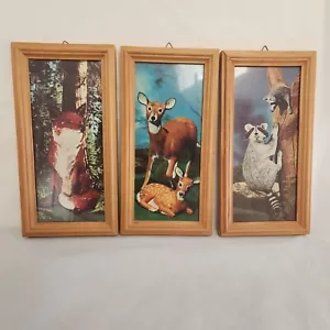 Strano procione cervo volpe fotografia stampe di cartapesta animali selvatici vintage - Foto 1 di 10