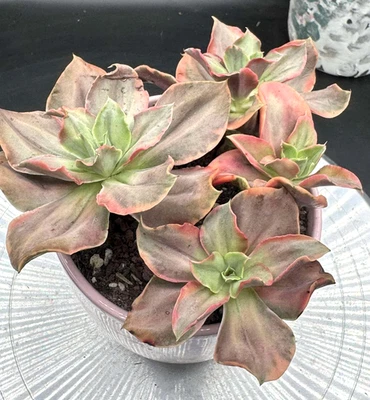 Planta viva suculenta importada rara suculenta decoración del hogar Echeveria Minigosa #112 Foto 1 de 4