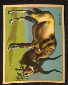 V255 Canadian CG, Papoose Animal Gum, 1935, #35 Addax - Bild 1 von 2