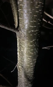 1 Live Black Cherry Tree 15” + Bare Root Edible Native Prunus Serotina Wild Tree - Picture 1 of 12