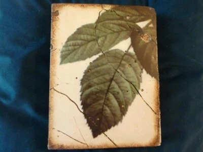 Sid Dickens - T 111 - Green Leaf - Released 2003 - Retired 2004 - Изображение 1 из 2