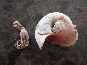 insolito polpo vero calamaro originale? Esemplare di guscio di granchio, stranezze tassidermia - Foto 1 di 13