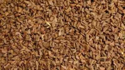 semillas Harmal - harmala - rue ISBAND ISPAND ASPAND Natural Envío Gratis