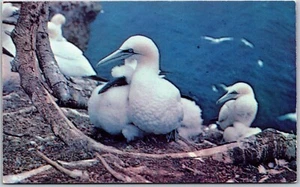 Postcard Perce Quebec Gannet Nesting Bird Sanctuary Bonaventure Island Gaspe  - Picture 1 of 2