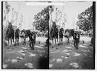 Holy Land characters, etc, Line of camels near Jaffa 1920s Old Photo