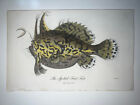 Linné après Bloch le crapaud tacheté poisson couleur main 1ère édition