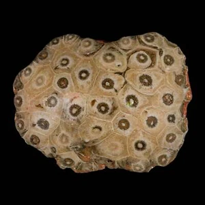 4.2" Polished Hexagonaria Coral Fossil Devonian Age 350 Million Yrs Old Morocco - Imagen 1 de 7