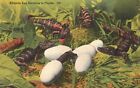 Vintage Postcard 1951 Alligator Egg Hatching In Florida Tichnor Quality News Pub