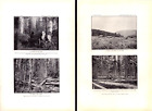 2 Prints Timber, Lost Park, Colorado, Sawmill Antique Prints 1900