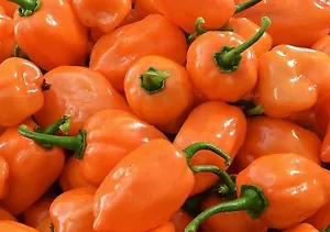 ORANGE HABANERO HEISSE PFEFFERSAMEN NICHT GENTECHNIK SEHR HEISSES ZEUG toller Geschmack GESCHMACK! - Bild 1 von 8