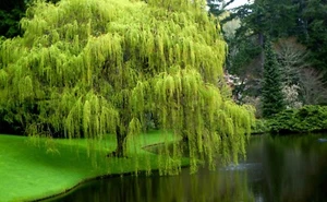 2 Weeping Willow Tree 3-4 Ft Tall Now Live Tree Beautiful Swaying Branches - Picture 1 of 4