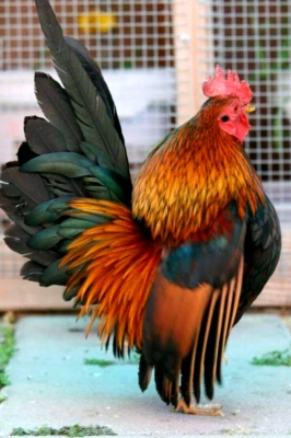 8 NPIP/AI CLEAN SERAMA BANTAM HATCHING EGGS ●SHOW QUALITY●MICRO MINI TEA CUP