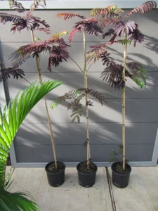 Albizia julibrissin 'Summer Chocolate'® Seidenbaum Pflanze 140-170cm Winterhart - Bild 1 von 3