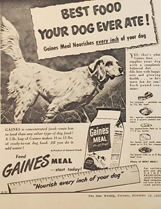 1951 Gaines Meal comida para perros Setter inglés anuncio impreso para perros - Imagen 1 de 1