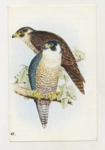 FALCO PEREGRINUS FAUCON PÈLERIN PEREGRINE FALCON OISEAU BIRD IMAGE CARD - Picture 1 of 2