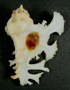 MUREX ANATOMICA 45,37 mm SUPER AUSWAHL SELTENES PROBEN Touda, Shirahama, Kii, Japan - Bild 1 von 2