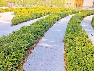 AZ.AGR.PURGATORIO Lonicera Nitida combatte erosione del suolo, siepi basse consolida terreni