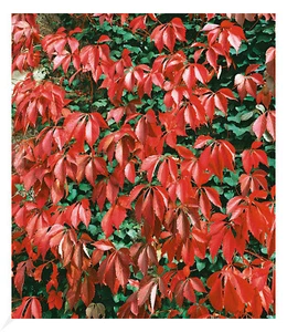 Wilder Wein 'Quinquefolia', 1 Pflanze - Bild 1 von 4