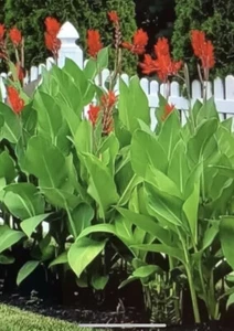 Red Canna Bulbs Big Flower Lot OF (10)Tropical Plants 6'-8' Organic Red Cana - Picture 1 of 5