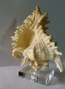 Sculpture Conch Figurine 12 Height x 8 Width - Picture 1 of 11
