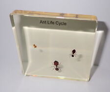 Big-head Ant Life Cycle 3 Stages Simplified Set in Amber Clear Resin Slide
