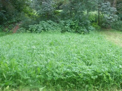 Heu 2023 Wiesenheu 4,5 kg lose viel Löwenzahn Kräuter Futter Meerschweinchen - Bild 1 von 3