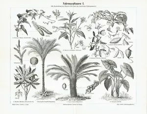 Nahrungspflanzen Cultures Patate Douce Sagopalme Arachide Gravure sur Bois '1897 - Bild 1 von 1