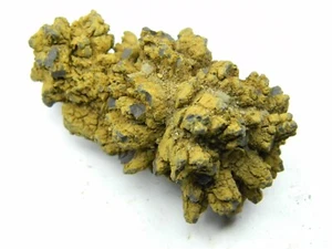 Coprolito de un fósil de tortuga gigante antiguo Madagascar 69,46 gramos - Imagen 1 de 5