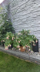 Traumhaft schöne,große Fuchsie, Massenblüher. - Bild 1 von 3