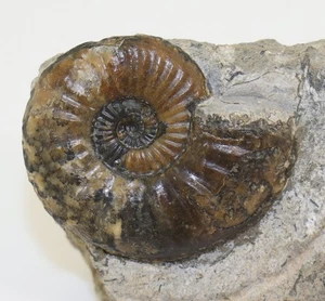 Ammonit, Pleuroceras apyrenum, Jura, Pliensbach, Thimonville, Nancy, FRA -m272 - Picture 1 of 7