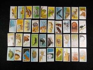 Brooke Bond Tea Cards Vanishing Wildlife 1988 Black Back Complete Set 40 - Bild 1 von 10