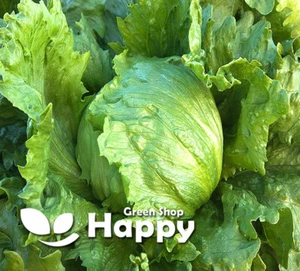 VEGETABLE - ICEBERG LETTUCE - GREAT LAKES 118 - 1000 SEEDS - Picture 1 of 1
