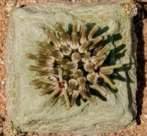 Pseudolithos Cubiformis "BIG PLANT" POT 6 CM On its own root Rare plant!!!!!! - Foto 1 di 6