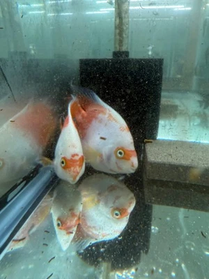 LIGHTNING AQUATICS WORLD Red & White Parrot Cichlid 3.5–4.5” – Rare Color Morph – Live Freshwater Fish