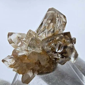 Phantom Rauchquarz DT Zepter Stufe Goboboseb, Namibia 23*21*25mm - Bild 1 von 6
