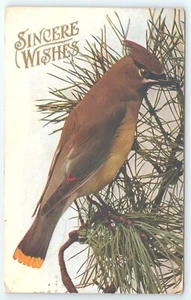 Postcard Sincere Wishes Cedar Waxwing Bird Pine Tree posted 1909 - Picture 1 of 2