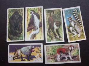 African wild life cards # 1,2,5,6,7,9  choose card/s